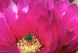 Joshua Prints: Close-up of flowering hedgehog cactus, CA, USA