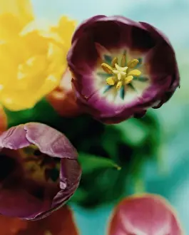 Tulips Prints: Close-up of flowers