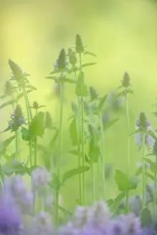 Scandinavian Peninsula Prints: Close-up of flowers
