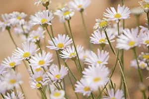 Daisy Prints: Close-up of flowers