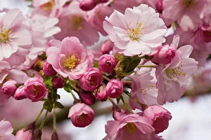 Vancouver Prints: Close_up of flowers on a cherry blossom Sakura tree in Vancouver, British Columbia, Canada