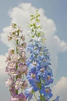 East Coast Prints: Close-up of flowers against sky