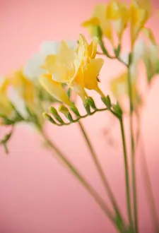Colored Background Prints: Close-up of freesia flowers