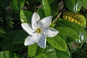Tropical Prints: Close-up of a Gardenia taitensis