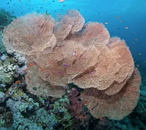 Coral Prints: Close_up of giant sea fan coral Gorgonian fan coral Annella mollis