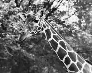 Giraffa Prints: Close-up of a giraffe (Giraffa camelopardalis)