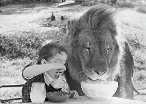 Companion Prints: Close-up of a girl and a lion having breakfast together (Panthera leo)