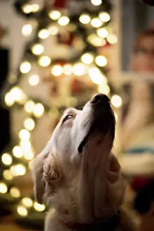 Christmas Lights Prints: Close-up of Golden Retriever in front of Christmas tree