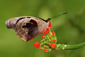 Female Animal Prints: Close-up of a Grecian Shoemaker butterfly (Catonephele numilia) pollinating a flower