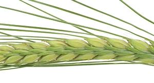 Einzelheit Prints: Close-up of a green ear of barley