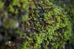 Still Life - Concept Prints: Close-up of green moss