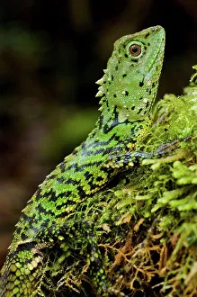 Island Of Borneo Prints: Close-up of a Green Mountain agama (Phoxophrys cephalum)