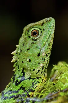 Island Of Borneo Prints: Close-up of a Green Mountain agama (Phoxophrys cephalum)
