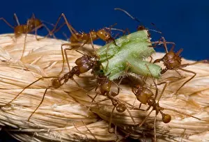 Rope Prints: Close-Up Of A Group Of Leaf Cuuter Ants (Atta Sexdens)