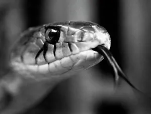 Dangerous Prints: Close-Up Head Of Snake Sticking Out Tongue