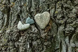 Heart Prints: Close-up of heart shaped river rocks on tree trunk