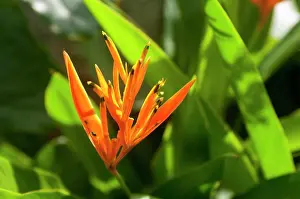 Caribbean Prints: Close-up of Heliconia flower in Roseau on the Caribbean island of Dominica