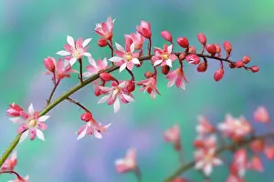 Budding Prints: Close-up of heucherella flowers