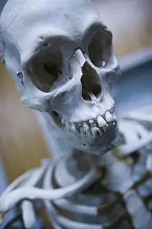 Smart Prints: Close-up of a human skeleton