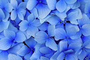 Flower Head Prints: Close-up of hydrangeas