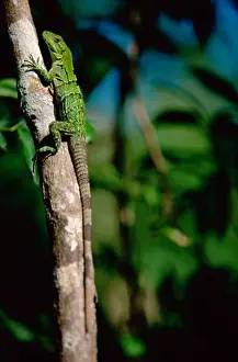 Non Urban Prints: Close-up of an iguana on a tree branch
