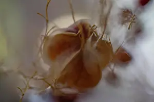 Soft Focus Prints: A close-up image of a delicate flower shrouded by soft