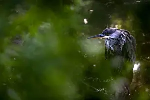 Avian Prints: Close-up of a Juvenile Grey Heron (Ardea cinerea), Stanley Park, Blackpool, England