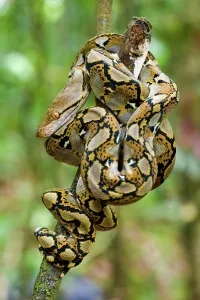 Island Of Borneo Prints: Close-up of juvenile reticulated python (Python reticulatus) resting on sapling