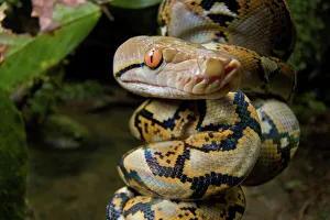 Island Of Borneo Prints: Close-up of juvenile reticulated python (Python reticulatus) resting on sapling
