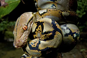 Island Of Borneo Prints: Close-up of juvenile reticulated python (Python reticulatus) resting on sapling