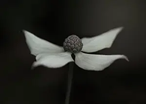 Softness Prints: Close-up of a kousa dogwood, cream flower