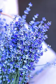 Blumen Prints: Close-up of lavender flowers, Soft focus Close-up of lavender flowers bunch
