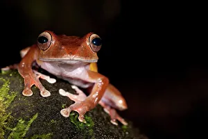 Frog Prints: Close-up of a leaf litter Tree frog (Boophis madagascariensis)