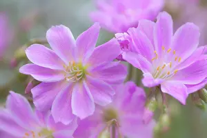 Flower Head Prints: Close-up of Lewisia flowers, Washington State, USA