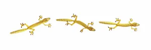 Close-up of Lined Leaf-tailed Geckos (Uroplatus lineatus)