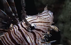 The Natural World Prints: Close-up of a Lionfish (Pterois volitans) underwater