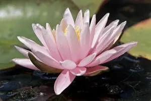 Flower Head Prints: Close-up of a lotus
