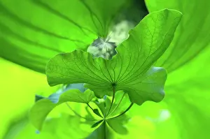 Flower Head Prints: Close-up of a lotus flower