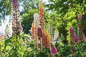 In Bloom Prints: Close-up of lupinus flowers, Stockholm, Sweden
