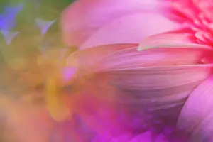 Violet Prints: Close-up macro pink flower with psychedelic colors and reflections