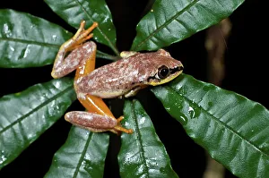 Frog Prints: Close-up of a Madagascar Reed frog (Heterixalus madagascariensis)