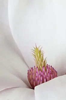 Softness Prints: Close-up of a Magnolia flower
