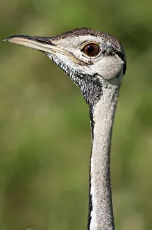 Ngorongoro Crater Prints: Close-up of a male Black-Bellied bustard (Eupodotis melanogaster)