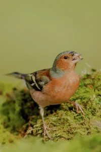Dumfries And Galloway Prints: Close-up of a Male Common chaffinch (Fringilla coelebs) feeding