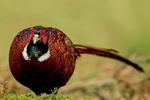 Pheasant Prints: Close-up of a male Common pheasant (Phasianus colchicus)