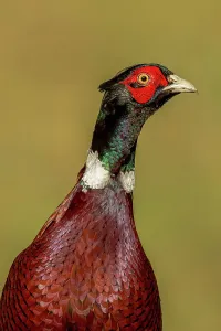 Pheasant Prints: Close-up of a male Common pheasant (Phasianus colchicus)