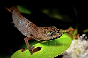 Chameleon Prints: Close-up of a male Lance-Nosed chameleon (Calumma gallus)