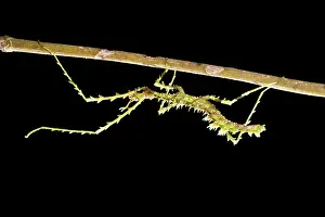 Arthropod Prints: Close-up of a male Stick insect, Ranomafana National Park, Madagascar