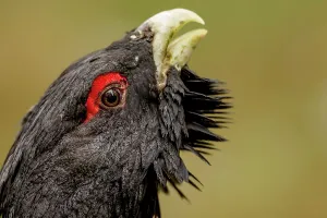 Animal Theme Prints: Close-up of a Male Western Capercaillie (Tetrao urogallus) in a forest