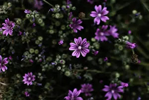 Soft Focus Prints: Close-up of mallow flowers in bloom, highlighting purple petals